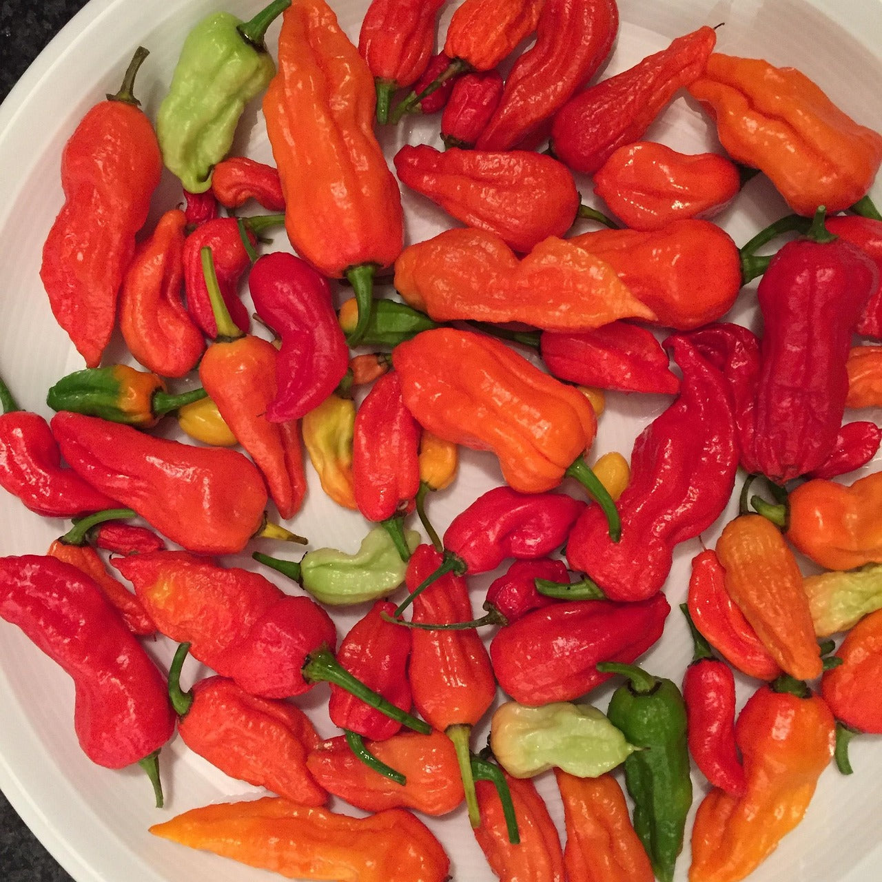 CHILI BHUT JOLOKIA