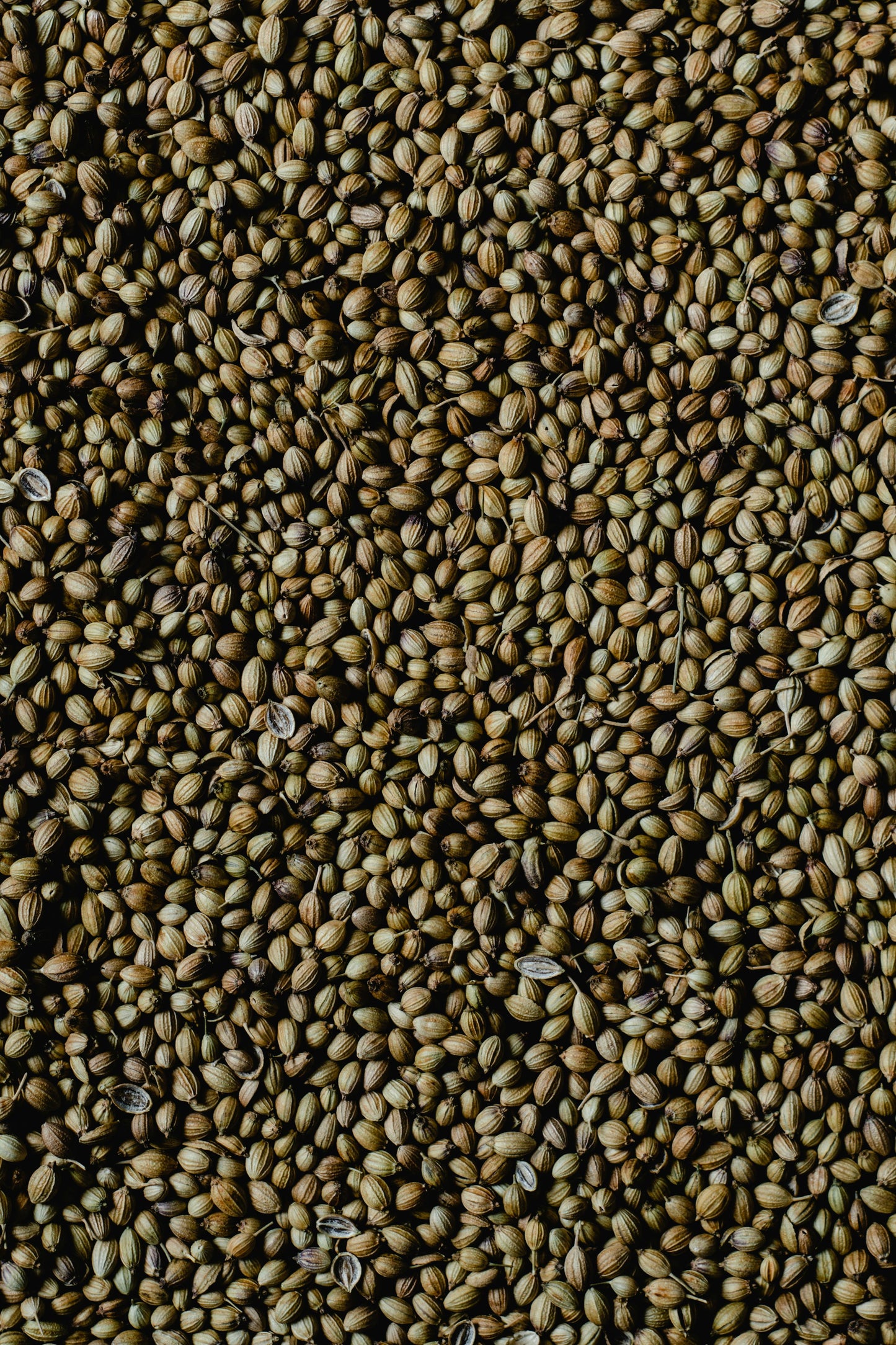 KOLENDRA