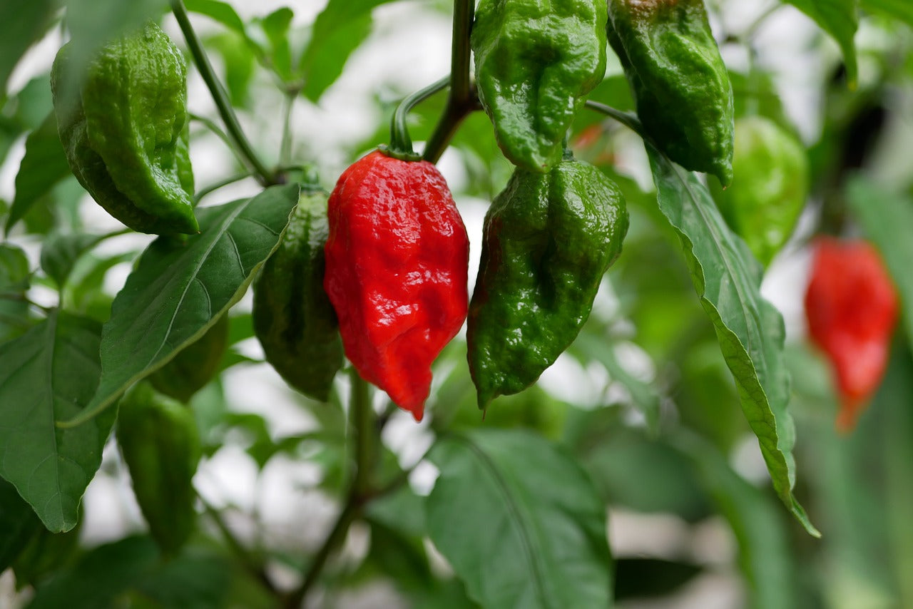 CHILI BHUT JOLOKIA
